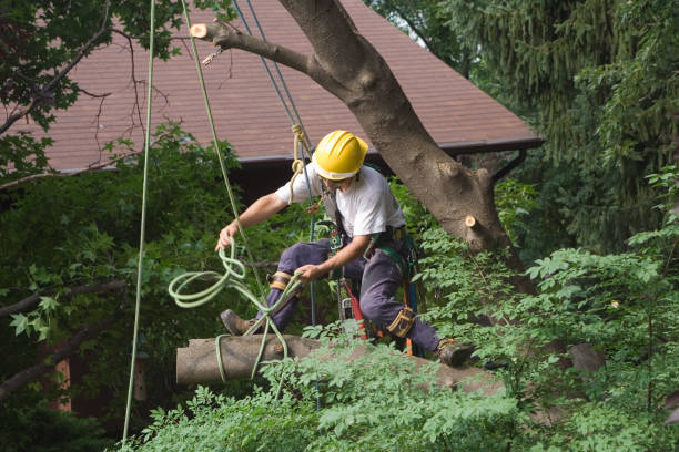 Reliable Forest City, PA Tree Services Solutions